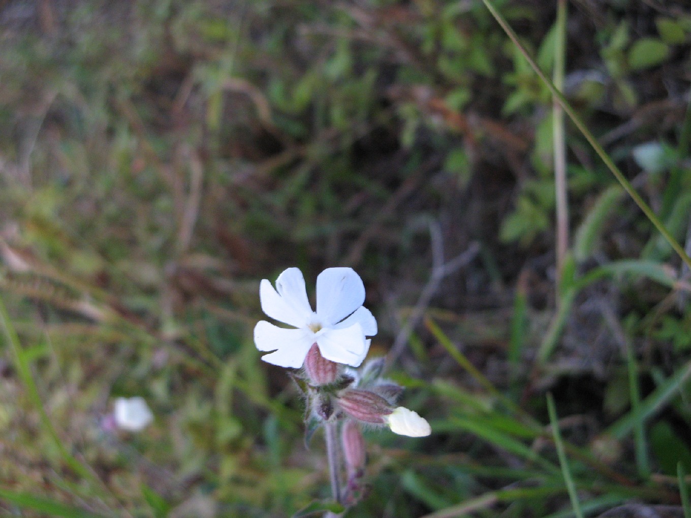 Silene latifolia (=Silene alba) / Silene bianca